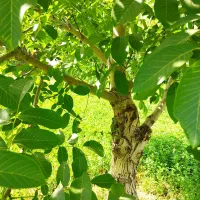 انجام انواع  پیوند تخصصی روی گردو وسایر میوه‌جات|خدمات باغبانی و درختکاری|خرم‌آباد, |دیوار