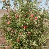 فروش باغشهری|فروش دفتر صنعتی، کشاورزی، تجاری|شیراز, کودیان|دیوار