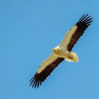 دوربین فوق العاده کنون sx60|دوربین عکاسی و فیلمبرداری|بوشهر, |دیوار