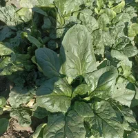 اسفناج درجه یک