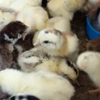 جوجه سه روزه محلی