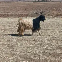 دوبر۴سال فروشی|حیوانات مزرعه|خنجین, |دیوار