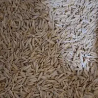 جو کاوه دیم