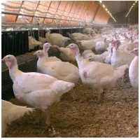 بوقلمون گوشتی ارگانیک