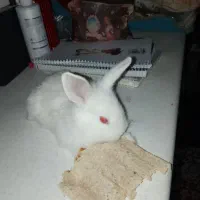 بچه خرگوش