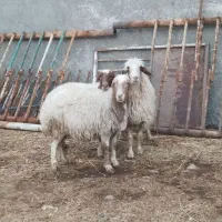 سه عدد میش آبستن