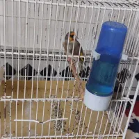 سهره|پرنده|آبادان, |دیوار