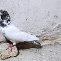 کبوتر کله ای|پرنده|آسارا, |دیوار