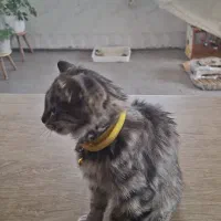 گمشده