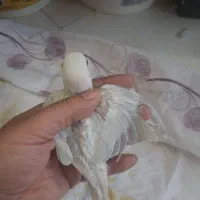 طوطی کوتوله برزیلی.مارال تراکواز.آلبینو.صورت هلویی