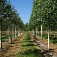 خرید آسان، تحویل سریع، رشد تضمینی نهال صنوبر