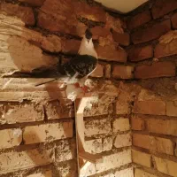 ساده کاکلی پرشی|پرنده|قوچان, |دیوار