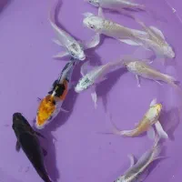 ماهی کوی ۱۰ عدد|ماهی|چهاردانگه (تهران), |دیوار