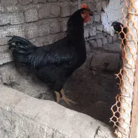 خروس مشکی یک دست جوان سالم