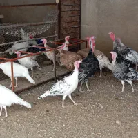 بوقلمون نر و ماده|حیوانات مزرعه|مرودشت, رودبال|دیوار