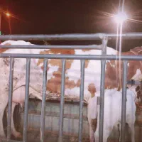 فروش و معاوضه گاو برا قصابی