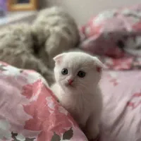 واگذاری اسکاتیش فولد