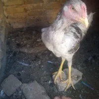 9عدد جوجه لاری 5ماه آس|حیوانات مزرعه|تربت‌حیدریه, حاجی یار‎|دیوار