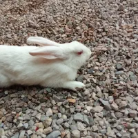خرگوش