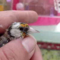 سهره ماده فقط معاوضه|پرنده|لنجان, |دیوار