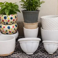گیاه و گلدان