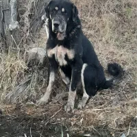 سگ پژدر گمشده