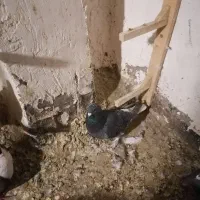 کبوتر|پرنده|نیشابور, شهرک اندیشه|دیوار