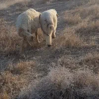 گوسفندبره نر
