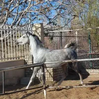 اسب عرب وارداتی، کره ،نریان|اسب و تجهیزات اسب‌سواری|گلپایگان, |دیوار