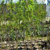 گیلاس تکدانه مشهد ۲ ساله ب بالا به شرط