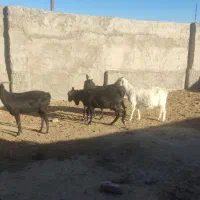 پنج راس بز آبستن کوهبنان|حیوانات مزرعه|کوهبنان, |دیوار