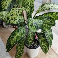 روشی نوین برای نگهداری گل های آپارتمانی|گل و گیاه طبیعی|گرگان, |دیوار