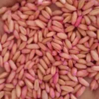 گل وگیاه گندم بذرسارنگ ۲۵تا30کیلو گرم فروشی شرکتی