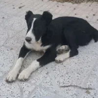 یک جفت سگ|سگ|خوانسار, |دیوار