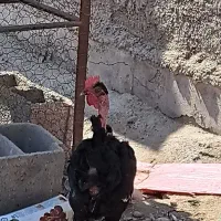 جوجه|حیوانات مزرعه|بهبهان, |دیوار