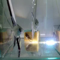 آنجل پرایبا‌ وارداتی جفت مولد‌