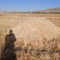 کاه