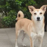 سگ پاکوتاه و نروماده