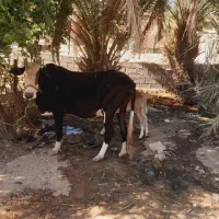 گاو.   وگوساله ماده