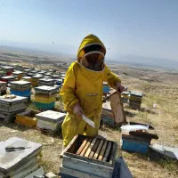 عسل خالص سبلان|خوردنی و آشامیدنی|مشگین شهر, |دیوار