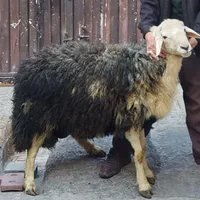 دامداری حاج محمود گوسفندزنده