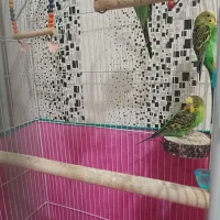 ۴ عدد مرغ عشق رایگان|پرنده|رشت, کوی مهر|دیوار