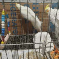 سه تا عروس هلندی|پرنده|آذرشهر, |دیوار