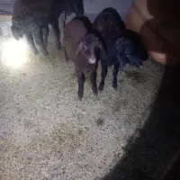 ۳عدد بره|حیوانات مزرعه|گنبد کاووس, |دیوار