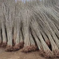 فروش نهال صنوبر نیگرا یه ساله دوساله سه ساله