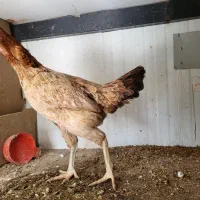 مرغ لاری 1.200