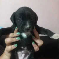 توله سگ پیتبول|سگ|پاکدشت, خاتون آباد|دیوار