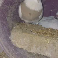 کبوتر . پلاکی .طوقی .سوسکی .|پرنده|فریدونشهر, |دیوار