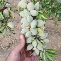 نمایندگی رسمی صنوبر در غرب نهال|خدمات باغبانی و درختکاری|سلمان‌شهر, |دیوار