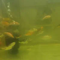 کوی باله بلند و کوی باله کوتاه|ماهی|پاکدشت, پاکدشت (مامازند)|دیوار